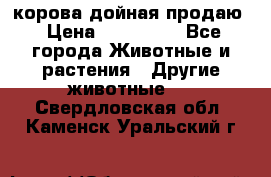 корова дойная продаю › Цена ­ 100 000 - Все города Животные и растения » Другие животные   . Свердловская обл.,Каменск-Уральский г.